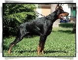 Doberman