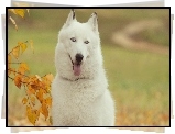 Siberian husky, Drzewo, Jesień