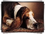 Basset