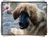 Szczeniak, Smycz, Leonberger