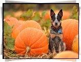 Australian Cattle Dog, Dynie