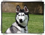 Siberian Husky