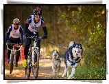 Rowerzyści, Psy, Husky, Las