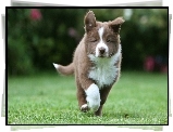 Border, Collie, Park