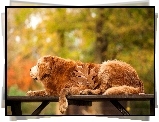 Golden, Retriever, Park, Ławka, Liść