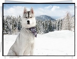 Husky, Chustka, Śnieg, Świerki