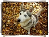 Siedzący, Husky, Jesienne, Liście