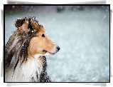 Pies, Futro, Śnieg