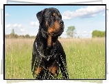 Rottweiler, Łąka