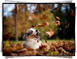 Liście,  Owczarek australijski-australian shepherd