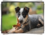 Australian cattle dog