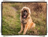 Brązowy, Pies, Leonberger