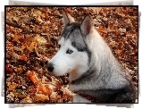 Husky, Suche, Liście