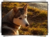 Husky, Spojrzenie, Trawa