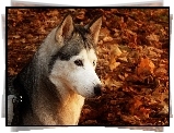 Husky, Mordka, Liście
