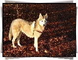 Siberian, Husky, Suche, Liście