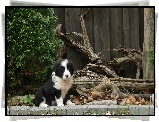 Szczeniak, Border Collie