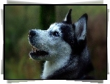 Siberian, Husky, Portret
