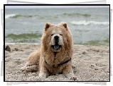 Chow Chow, Plaża, Morze