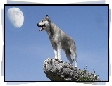 Husky, Skała, Księżyc, Niebo