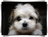 Shih Tzu, Mordka