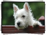 Pies, West highland white terrier