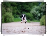 Boston terrier, Bieg