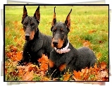 Dobermany, Liście