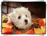 Bichon Frise, Listki