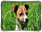 Jack Russel Terrier, Trawa