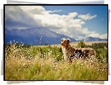 Owczarek australijski-australian shepherd, Polana