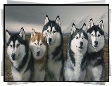 Husky, Syberyjskie
