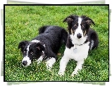 Dwa, Border Collie, Trawa