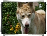 Siberian Husky