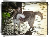 Pies, Siberian Husky, Woda
