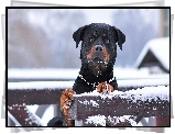 Rottweiler, Płot, Śnieg