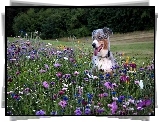 Łąka,  Owczarek australijski-australian shepherd