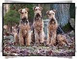 Trzy, Psy, Wire Haird Terrier