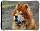 Pies, Chow Chow