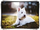 West Highland White Terrier, Obroża