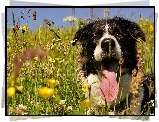 Łąka, Pies, Border collie, Język