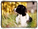 Border Collie, Trawa