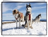 Psy, Husky, Zaprzeg, Sanie, Góry, Zima
