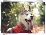 Pies, Siberian Husky, Morda, Język, Bandamka