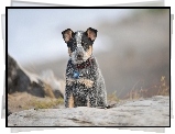 Australian cattle dog