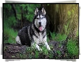 Siberian Husky, Język, Trawa