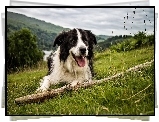 Border Collie, Łąka, Kij