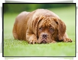 Leżący, Dog de Bordeaux