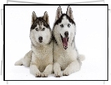 Dwa, Szczeniaki, Siberian Husky