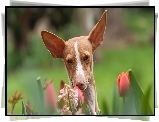 Podenco z Ibizy, Rudy, Pies, Tulipany